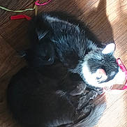 Salem is registered to the contest to win money with this photo: cat, black_cat, black_and_white_cat, pets, animal, wooden_floor, sunlight, shadow, toys, colorful_toy, sleeping, curled_up, indoor, feline, fur, resting, domestic_animal, companion, cozy, quiet