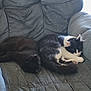Salem is registered to the contest to win money with this photo: cat, black_cat, black_and_white_cat, sleeping, napping, couch, furniture, indoor, pet, animal, cozy, relaxing, two_animals, fur, whiskers, paws, resting, domestic_cat, companion, quiet