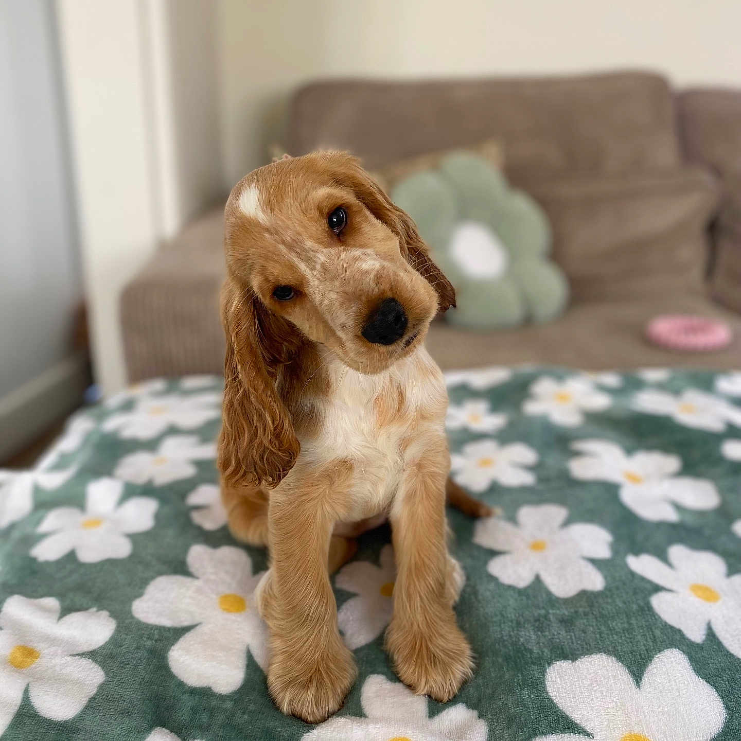 Vanille a rejoint le concours — aidez-le/la à gagner de superbes lots ! animal, blanket, comfort, couch, cozy, cute, dog, domestic, floppy_ears, flower_pattern, fur, head_tilt, home, indoor, pet, pillow, puppy, sitting, soft_focus, young_dog