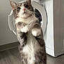 cat, standing, gray_and_white, washing_machine, laundry_room, floor, indoor, curious, pet, feline, whiskers, ears, fur, domestic_animal, household, appliance, looking_up, paws, standing_up, playful