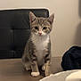 kitten, cat, tabby, white_paws, white_chest, sitting, table, wooden_table, chair, black_leather_chair, indoor, pet, curious, young_cat, feline, fur, whiskers, ears, domestic_animal, paper_towel