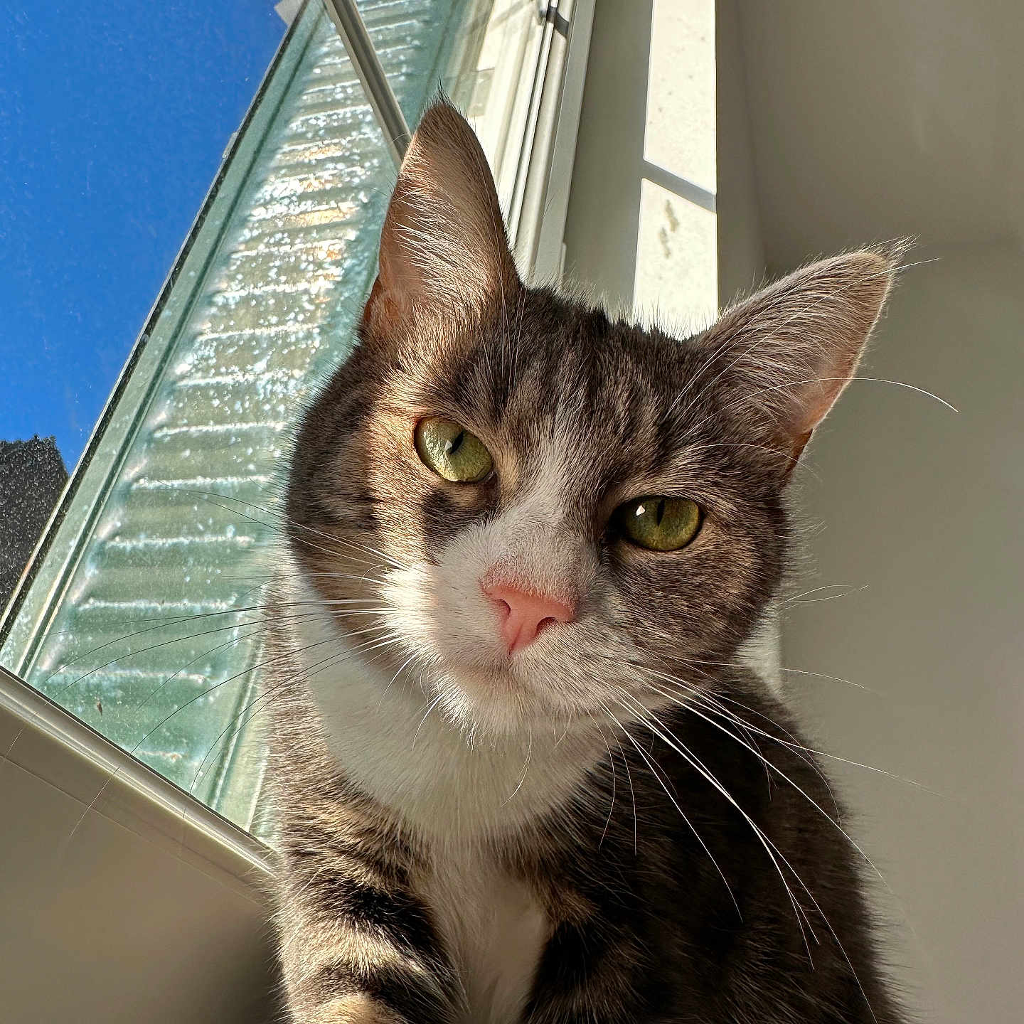 Trouille a rejoint le concours — aidez-le/la à gagner de superbes lots ! animal, blue_sky, cat, close_up, curious, daylight, feline, fur, green_eyes, house, indoor, mammal, pet, pink_nose, portrait, reflection, sunlight, tabby, whiskers, window