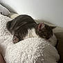 cat, sleeping, blanket, fluffy, couch, indoor, pet, cozy, resting, fur, white, gray, animal, home, relaxation, comfort, nap, feline, soft, quiet