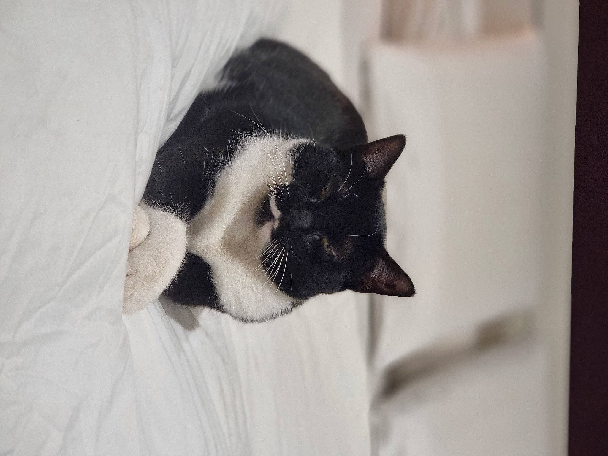 Ruby a rejoint le concours — aidez-le/la à gagner de superbes lots ! beard, carnivore, cat, claw, comfort, domestic_short_haired_cat, eye, eyelash, felidae, formal_wear, fur, grey, monochrome_photography, plant, small_to_medium_sized_cats, snout, tail, tree, whiskers, window