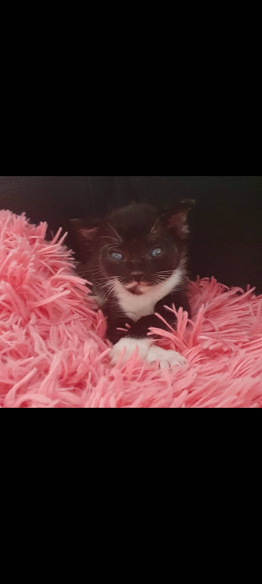 Ruby participe au concours pour gagner de l'argent avec cette photo : carnivore, cat, darkness, felidae, font, fur, grass, magenta, natural_material, night, pattern, peach, petal, pink, plant, room, small_to_medium_sized_cats, tail, textile, whiskers