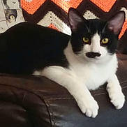 Kit Kitterson joined the competition — help win amazing prizes! cat, black_and_white, pet, animal, feline, indoor, couch, leather, blanket, crochet, yellow_eyes, relaxed, pillow, pattern, home, resting, fur, whiskers, ears, cute