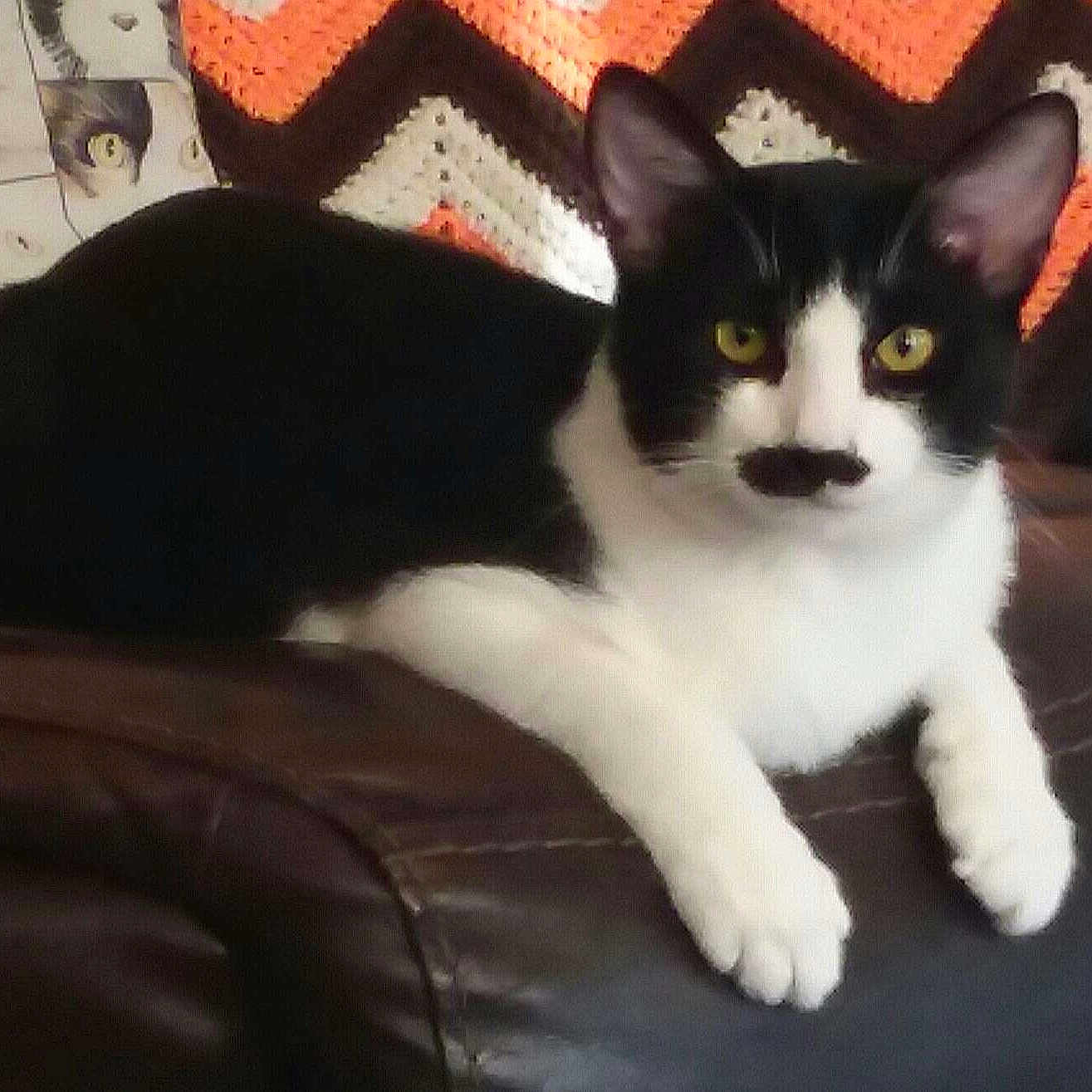Kit Kitterson joined the competition — help win amazing prizes! cat, black_and_white, pet, animal, feline, indoor, couch, leather, blanket, crochet, yellow_eyes, relaxed, pillow, pattern, home, resting, fur, whiskers, ears, cute