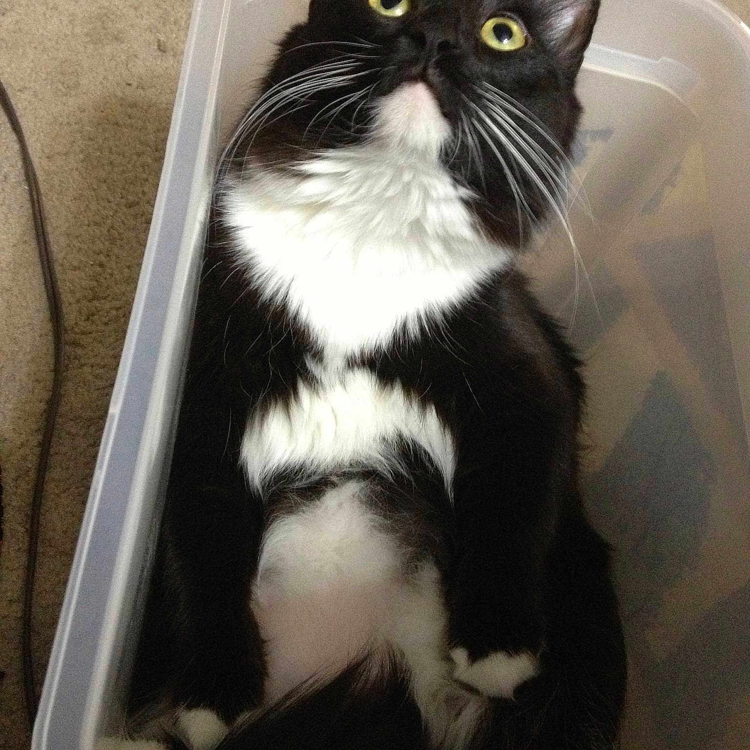 Cece joined the competition — help win amazing prizes!