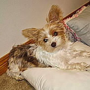 Hazel is registered to the contest to win money with this photo: animal, brown, canine, carpet, companion, cozy, cute, dog, ears, fluffy, fur, home, indoor, pet, pillow, relaxed, resting, side_eye, small_dog, white