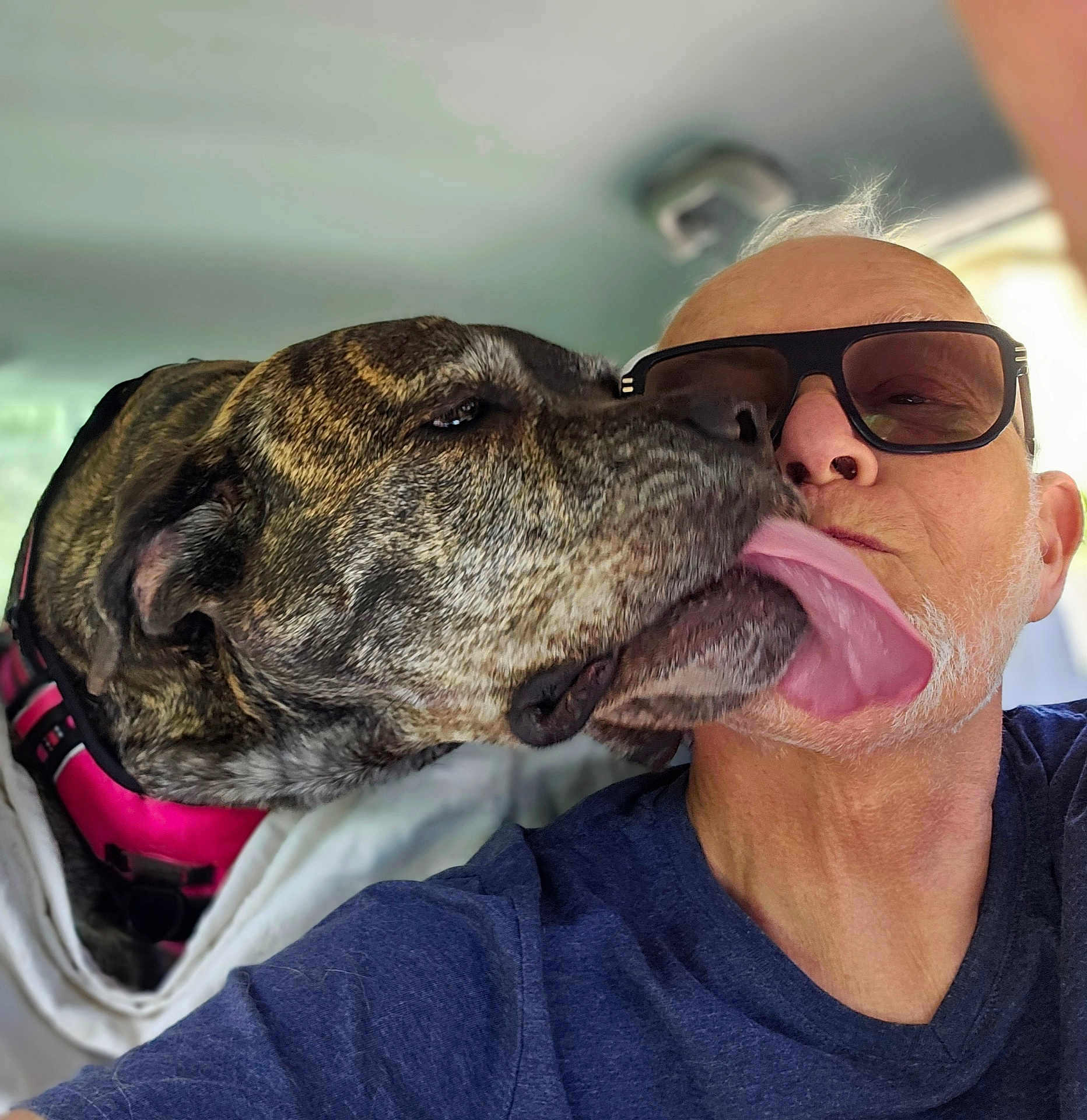 Olympe a rejoint le concours — aidez-le/la à gagner de superbes lots ! dog, person, face, tongue, sunglasses, pet, canine, adult, inside, car, closeup, licking, collar, apparel, head, smile, affection, bond, casual, friendship