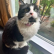 Zelda is registered to the contest to win money with this photo: cat, black_and_white, fluffy, window, window_sill, green_eyes, whiskers, pink_nose, curious, indoor, natural_light, pet, feline, domestic_cat, sitting, looking_outside, closeup, houseplant_outside, curtain, fur