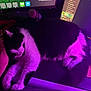 Zelda is registered to the contest to win money with this photo: cat, black_and_white, sleeping, hand, petting, desk, computer_monitor, keyboard, microphone, mouse, mouse_pad, purple_light, indoor, technology, gaming, cozy, relaxing, pet, feline, electronics