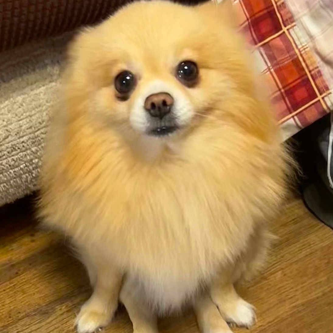 Sugarboi is registered to the contest to win money with this photo: animal, canine, chihuahua, cockerspaniel, dog, eskimodog, indoors, interiordesign, papillon, pet, puppy