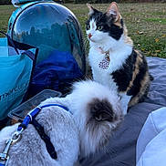 Bella is registered to the contest to win money with this photo: dog, cat, calico_cat, white_dog, harness, pet, outdoor, park, blanket, bag, helmet, nature, grass, trees, leash, fur, collar, tag, animal, daylight