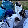 dog, cat, calico_cat, white_dog, harness, pet, outdoor, park, blanket, bag, helmet, nature, grass, trees, leash, fur, collar, tag, animal, daylight