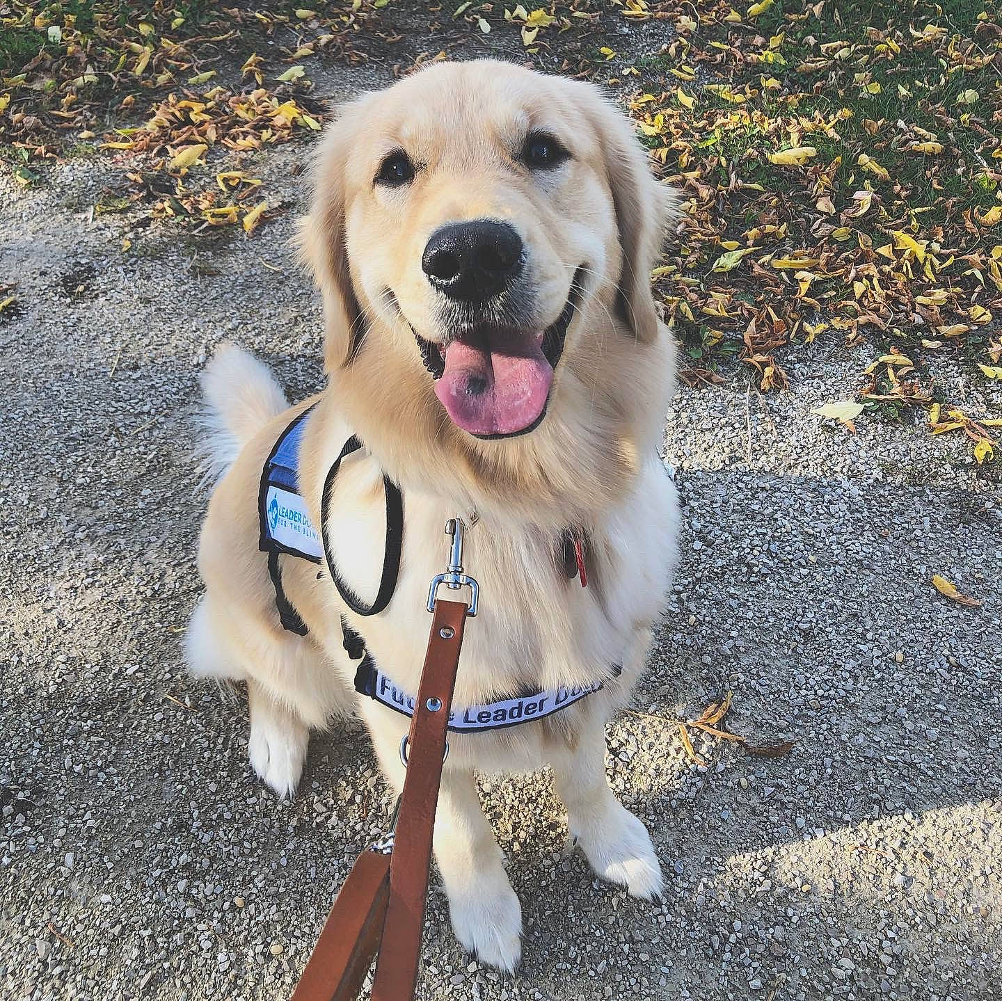 Laney Jane joined the competition — help win amazing prizes! canidae, carnivore, companion_dog, dog, dog_breed, fawn, golden_retriever, labrador_retriever, mammal, puppy, retriever, snout, sporting_group, vertebrate