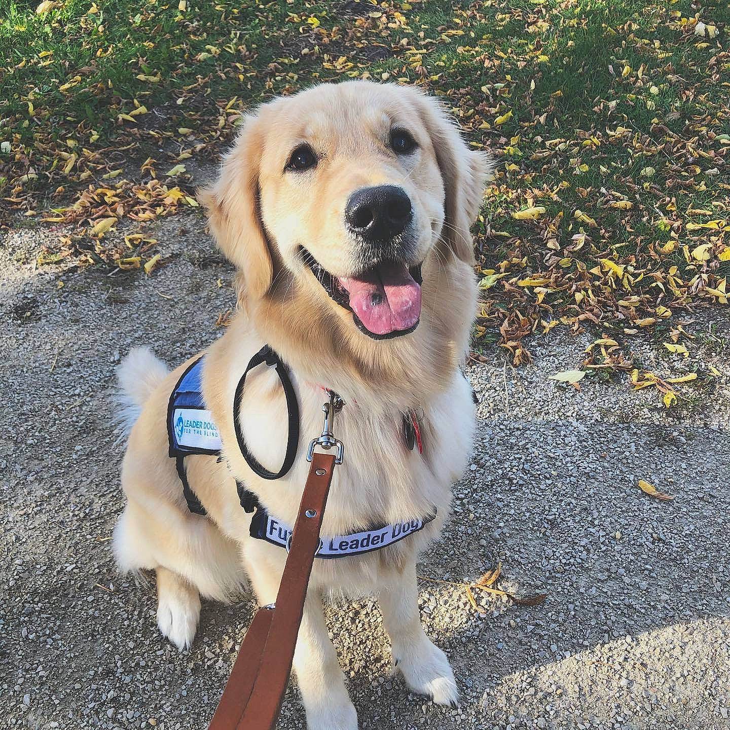 Laney Jane joined the competition — help win amazing prizes! adventure, canidae, carnivore, companion_dog, dog, dog_breed, fawn, golden_retriever, labrador_retriever, leash, mammal, puppy, retriever, snout, sporting_group, vertebrate, working_dog