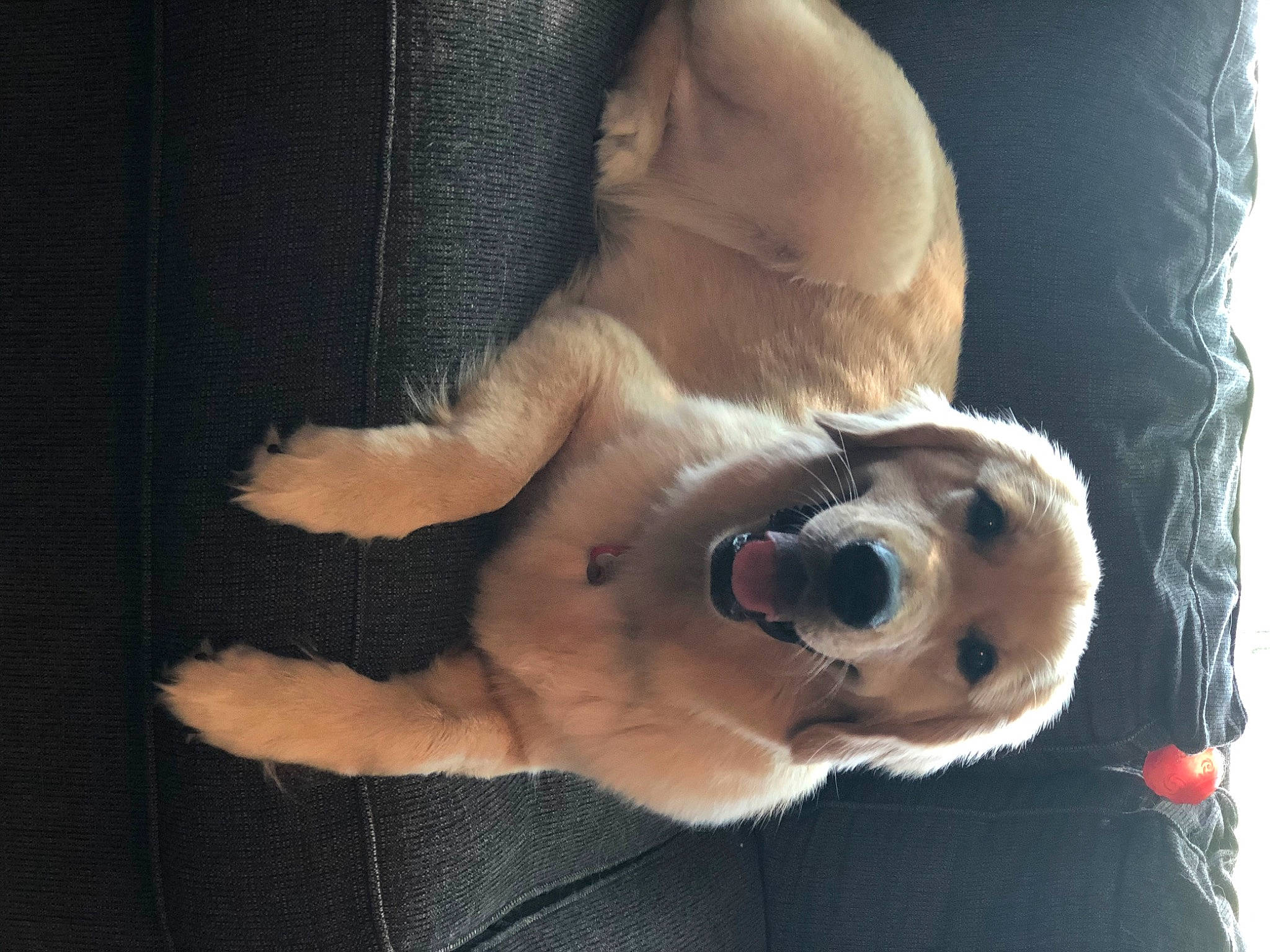 Laney Jane joined the competition — help win amazing prizes! canidae, carnivore, companion_dog, dog, dog_breed, fawn, nose, paw, pug, puppy, puppy_love, retriever, snout, sporting_group