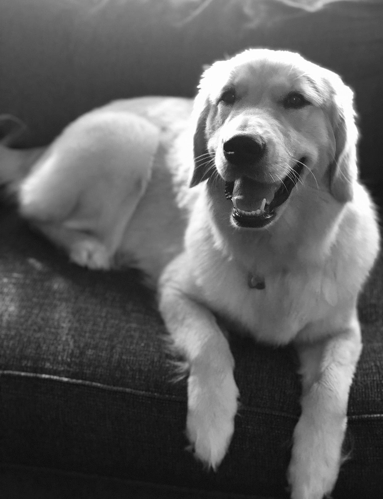 Laney Jane is registered to the contest to win money with this photo: black_and_white, canidae, carnivore, companion_dog, dog, dog_breed, golden_retriever, labrador_retriever, mammal, puppy, retriever, snout, sporting_group, vertebrate, white