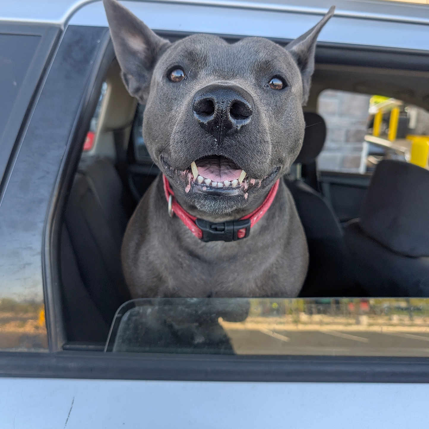 Bella