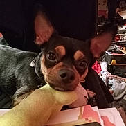 Kodak is registered to the contest to win money with this photo: black_and_tan, blanket, chihuahua, close_up, clutter, collar, cozy, dog, ears, eyes, face, indoor, looking_at_camera, nose, paws, pet, plush_toy, portrait, shelf, toy