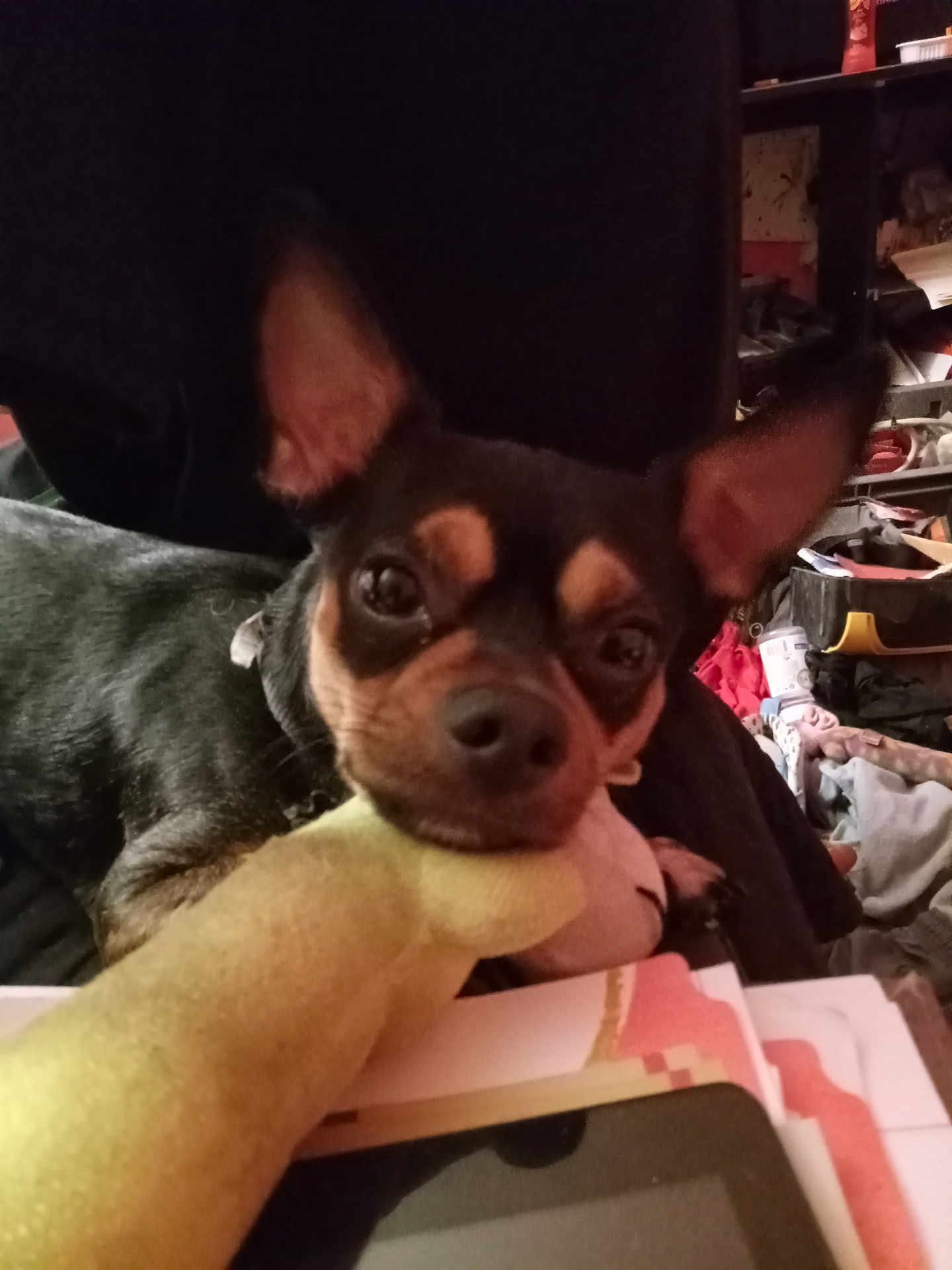 Kodak is registered to the contest to win money with this photo: black_and_tan, blanket, chihuahua, close_up, clutter, collar, cozy, dog, ears, eyes, face, indoor, looking_at_camera, nose, paws, pet, plush_toy, portrait, shelf, toy