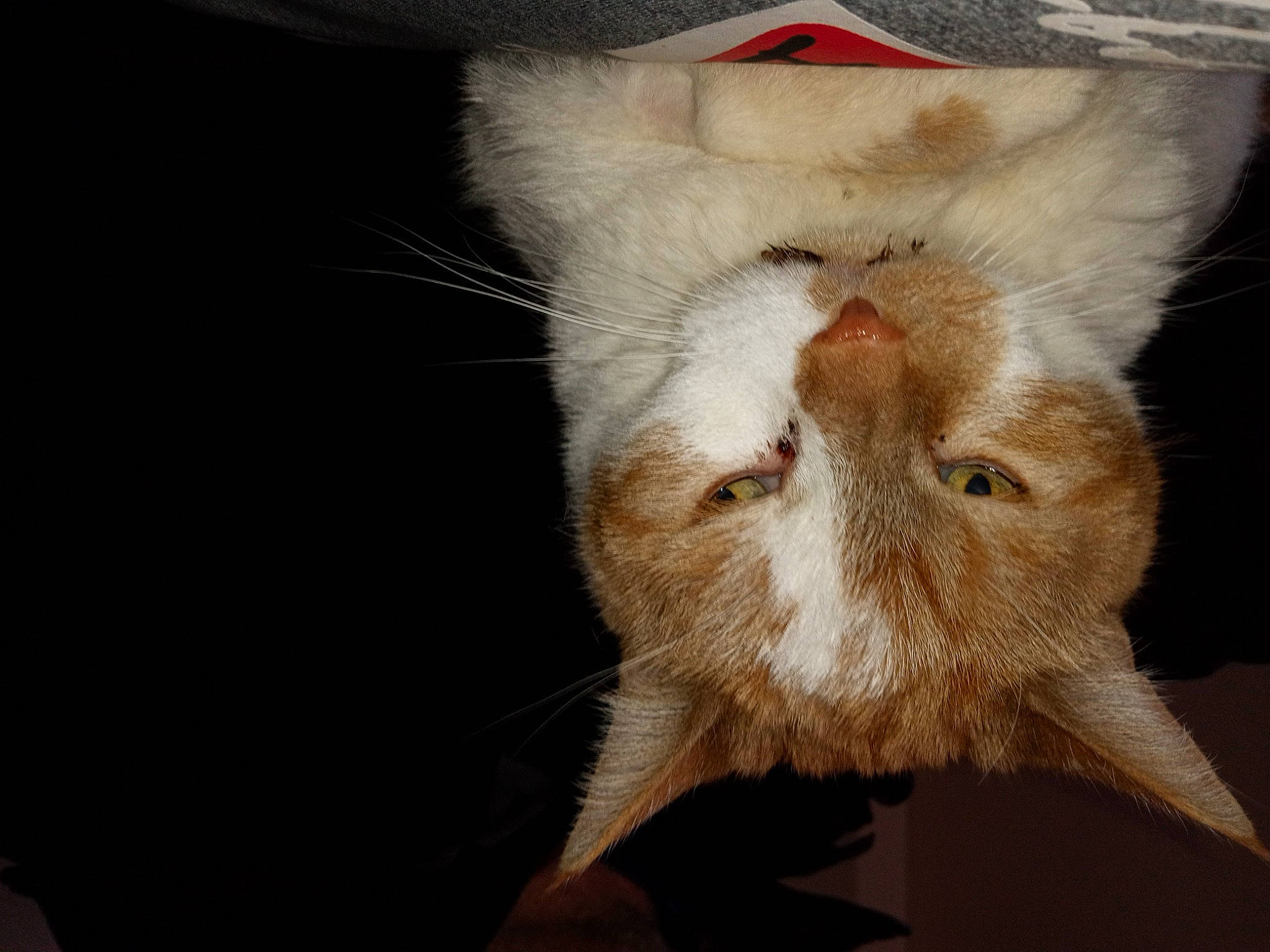 Qwee joined the competition — help win amazing prizes! carnivore, cat, claw, domestic_short_haired_cat, ear, felidae, fur, macro_photography, paw, plant, small_to_medium_sized_cats, tail, terrestrial_animal, whiskers