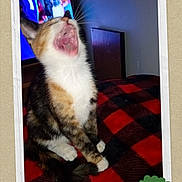 Lucy joined the competition — help win amazing prizes! cat, yawning, pet, animal, indoor, blanket, red, black, checkered, fur, whiskers, paw, sitting, cozy, television, room, wall, ribbon, award, portrait