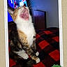 cat, yawning, pet, animal, indoor, blanket, red, black, checkered, fur, whiskers, paw, sitting, cozy, television, room, wall, ribbon, award, portrait