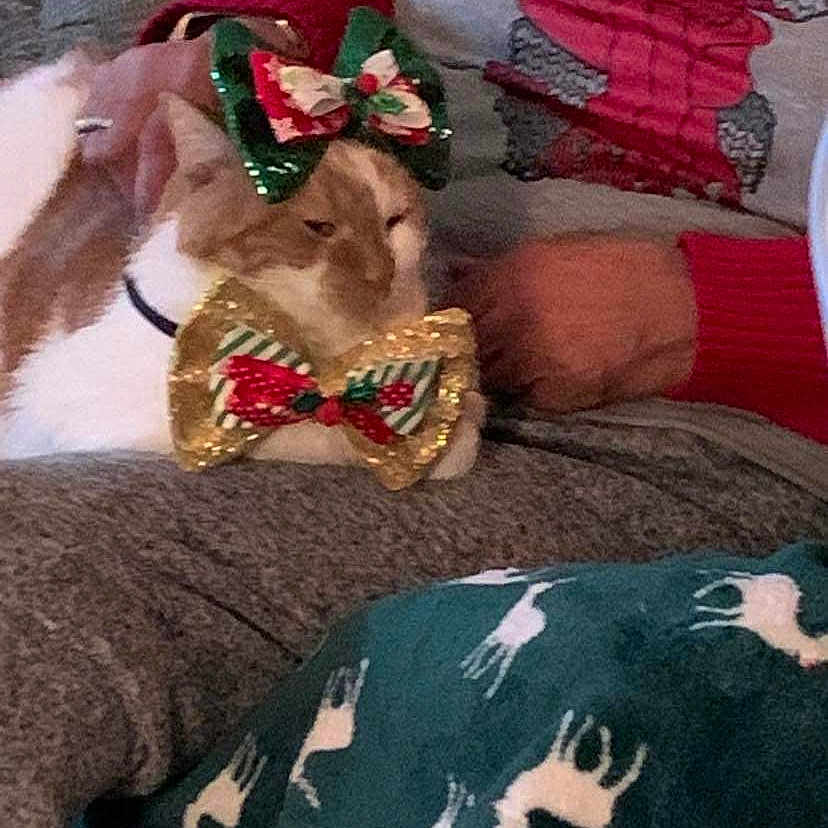 Little Kitty