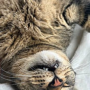 Babies joined the competition — help win amazing prizes! adorable, animal, cat, close_up, cute, domestic_animal, fangs, feline, fur, indoor, mammal, nose, peaceful, pet, relaxed, resting, sleeping, soft, tabby, whiskers