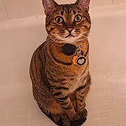 Toralei joined the competition — help win amazing prizes! animal, bathtub, cat, collar, cute, domestic_cat, ears, eyes, feline, floor, fur, indoor, mammal, pet, portrait, sitting, striped, tabby, tail, whiskers