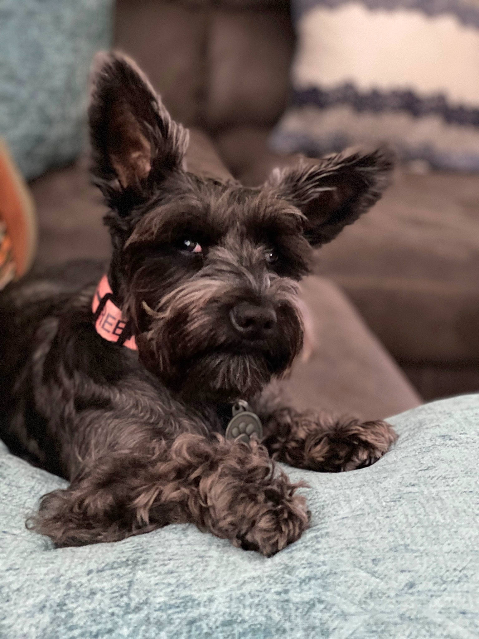 Stella is registered to the contest to win money with this photo: canidae, carnivore, companion_dog, dog, dog_breed, dog_collar, ear, fawn, fur, liver, monochrome_photography, non_sporting_group, scottish_terrier, small_terrier, snout, sporting_group, terrier, toy_dog, working_animal