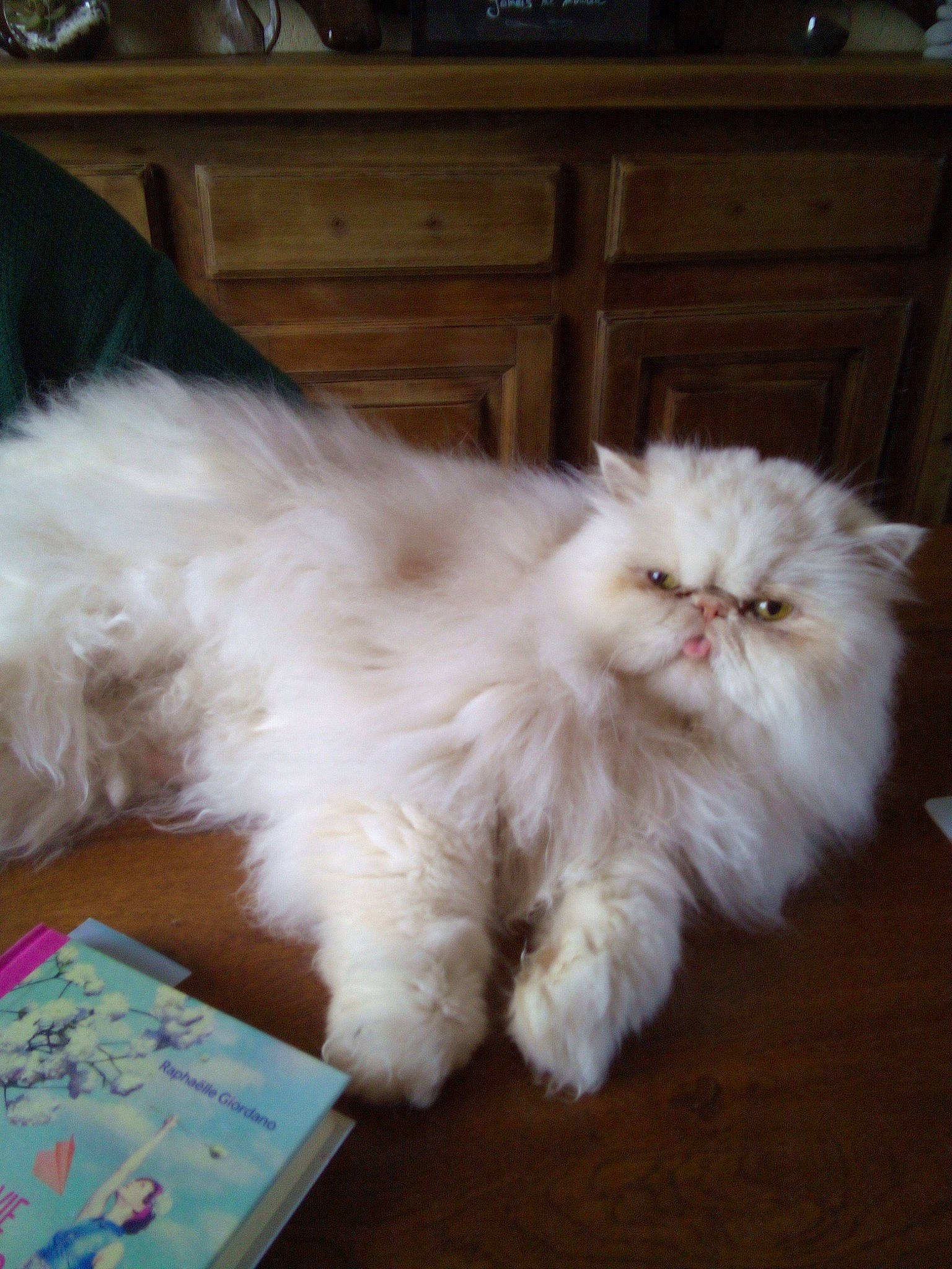 Gribouille participe au concours pour gagner de l'argent avec cette photo : british_longhair, carnivore, cat, claw, comfort, companion_dog, fawn, felidae, fur, hardwood, natural_material, paw, persian, ragdoll, small_to_medium_sized_cats, tail, terrestrial_animal, whiskers, wood