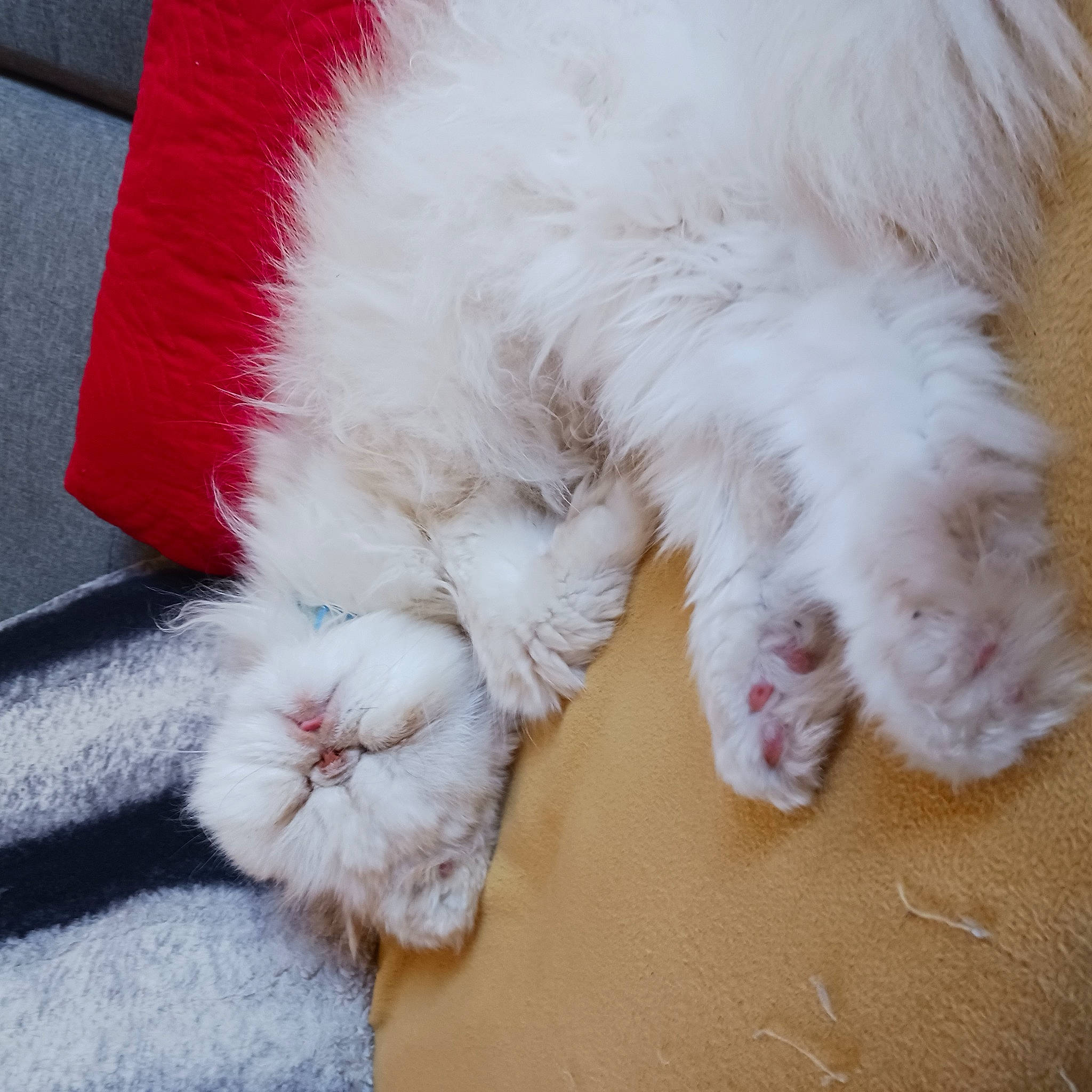 Gribouille a rejoint le concours — aidez-le/la à gagner de superbes lots ! canidae, carnivore, cat, claw, comfort, companion_dog, dog_breed, fawn, felidae, flooring, foot, fur, nap, paw, small_to_medium_sized_cats, tail, toe, whiskers