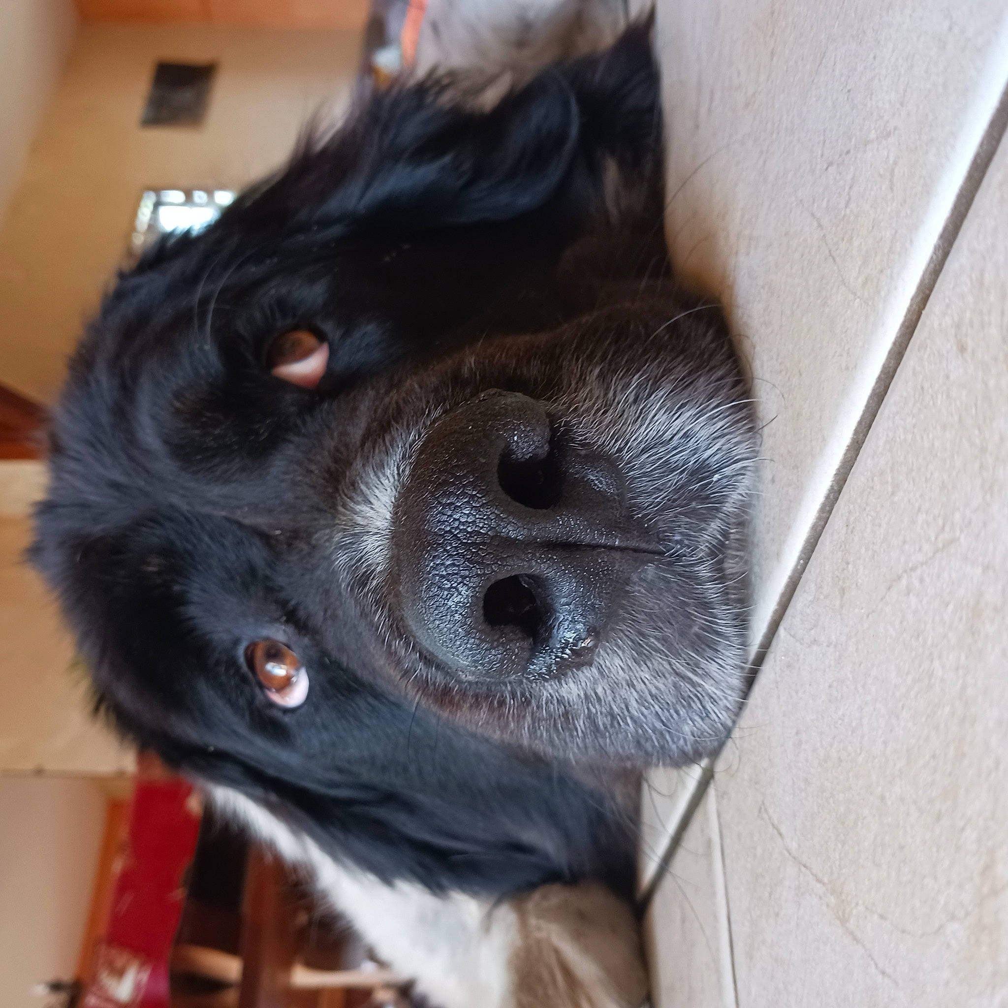 Nougat participe au concours pour gagner de l'argent avec cette photo : borador, canidae, carnivore, claw, collar, companion_dog, dog, dog_breed, dog_collar, ear, foot, fur, liver, paw, pet_supply, puppy, sporting_group, stuffed_toy, whiskers, working_animal