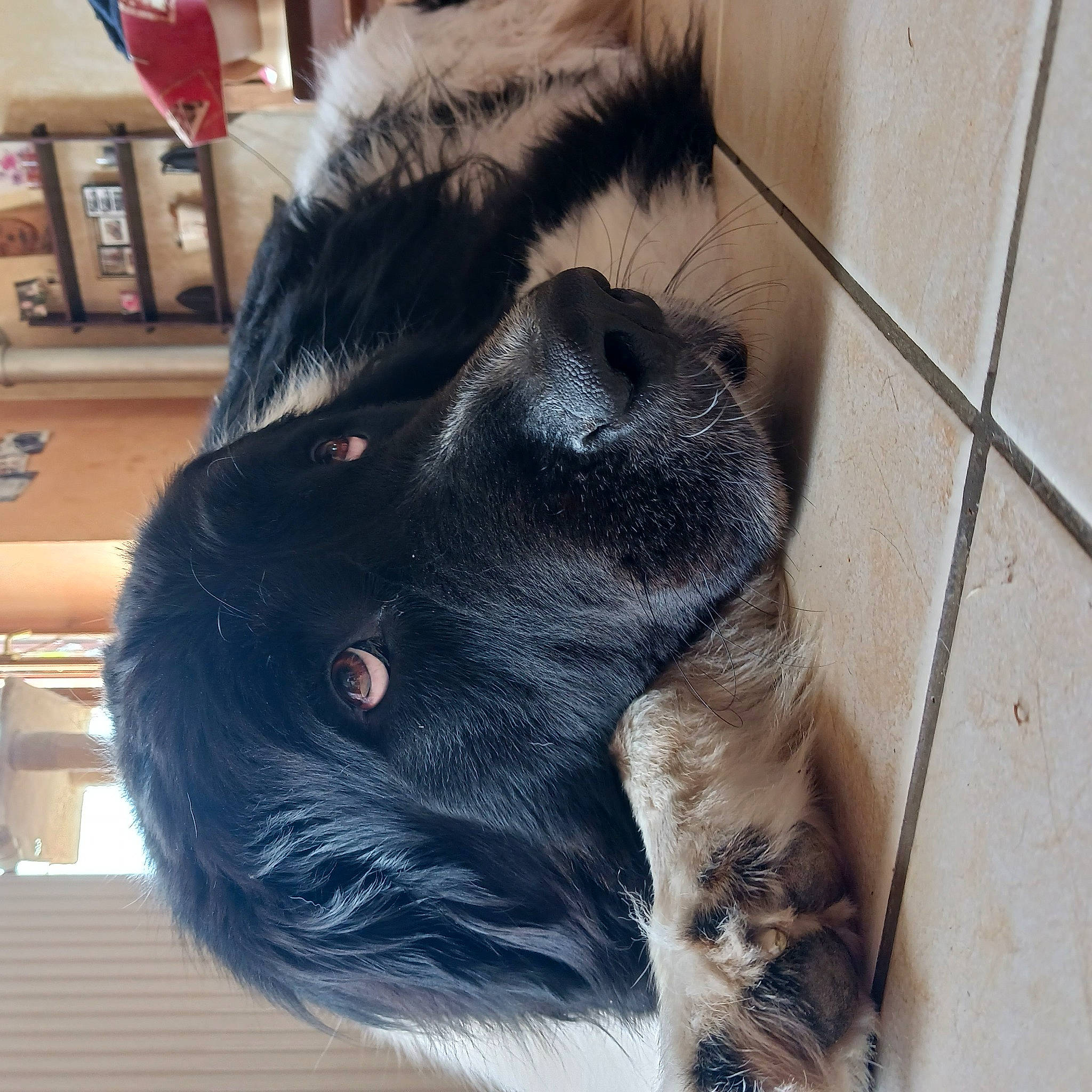 Nougat a rejoint le concours — aidez-le/la à gagner de superbes lots ! canidae, carnivore, claw, companion_dog, dog, dog_breed, ear, felidae, foot, fur, giant_dog_breed, herding_dog, natural_material, paw, small_to_medium_sized_cats, snout, sporting_group, tail, whiskers, working_animal