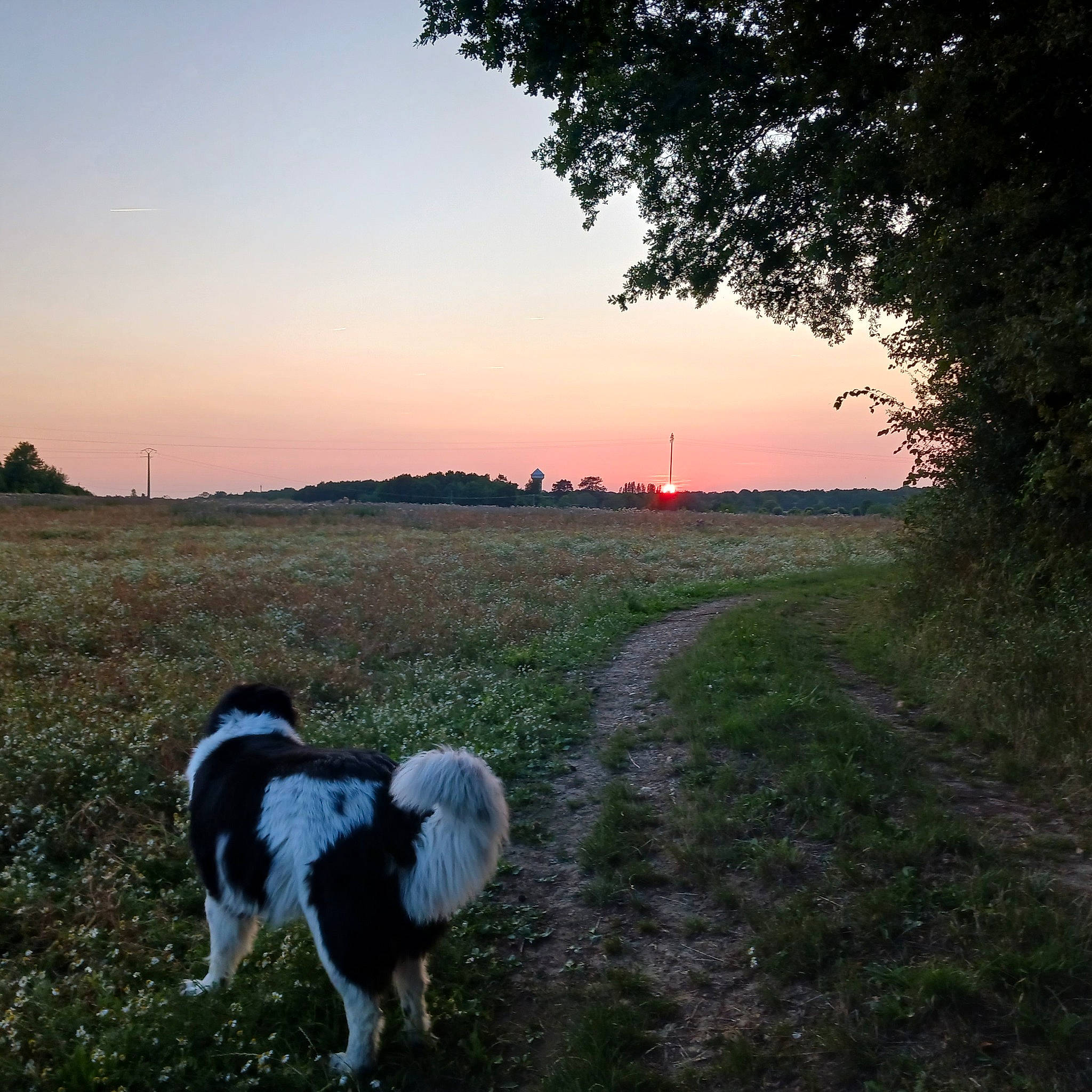 Nougat a rejoint le concours — aidez-le/la à gagner de superbes lots ! carnivore, companion_dog, dog, dog_breed, dusk, field, grass, grassland, horizon, landscape, natural_landscape, plant, sky, soil, sporting_group, sunrise, sunset, tail, tints_and_shades, tree