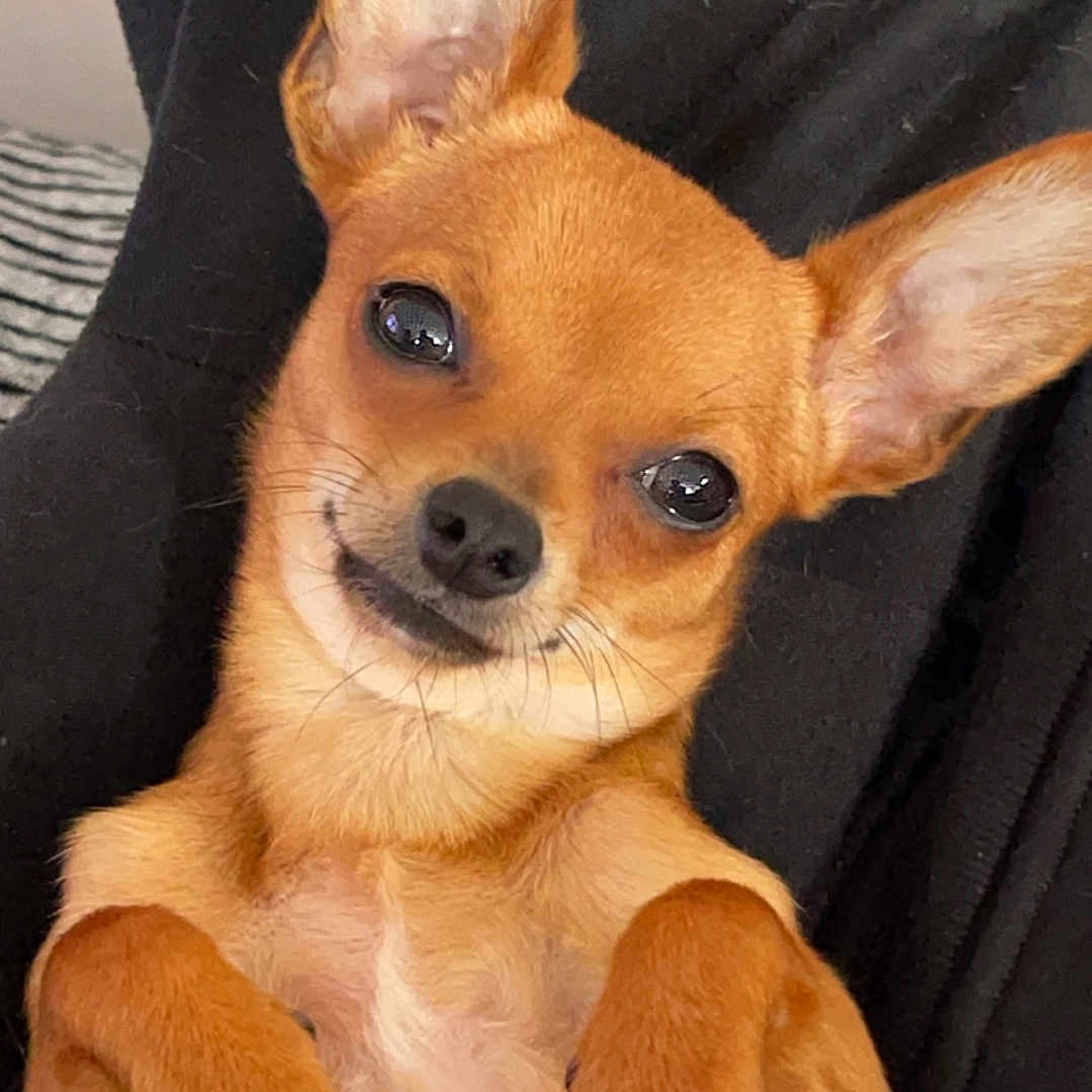 Nala participe au concours pour gagner de l'argent avec cette photo : animal, bodypart, canine, chihuahua, cockerspaniel, dog, finger, hand, hound, papillon, person, pet, puppy, snout