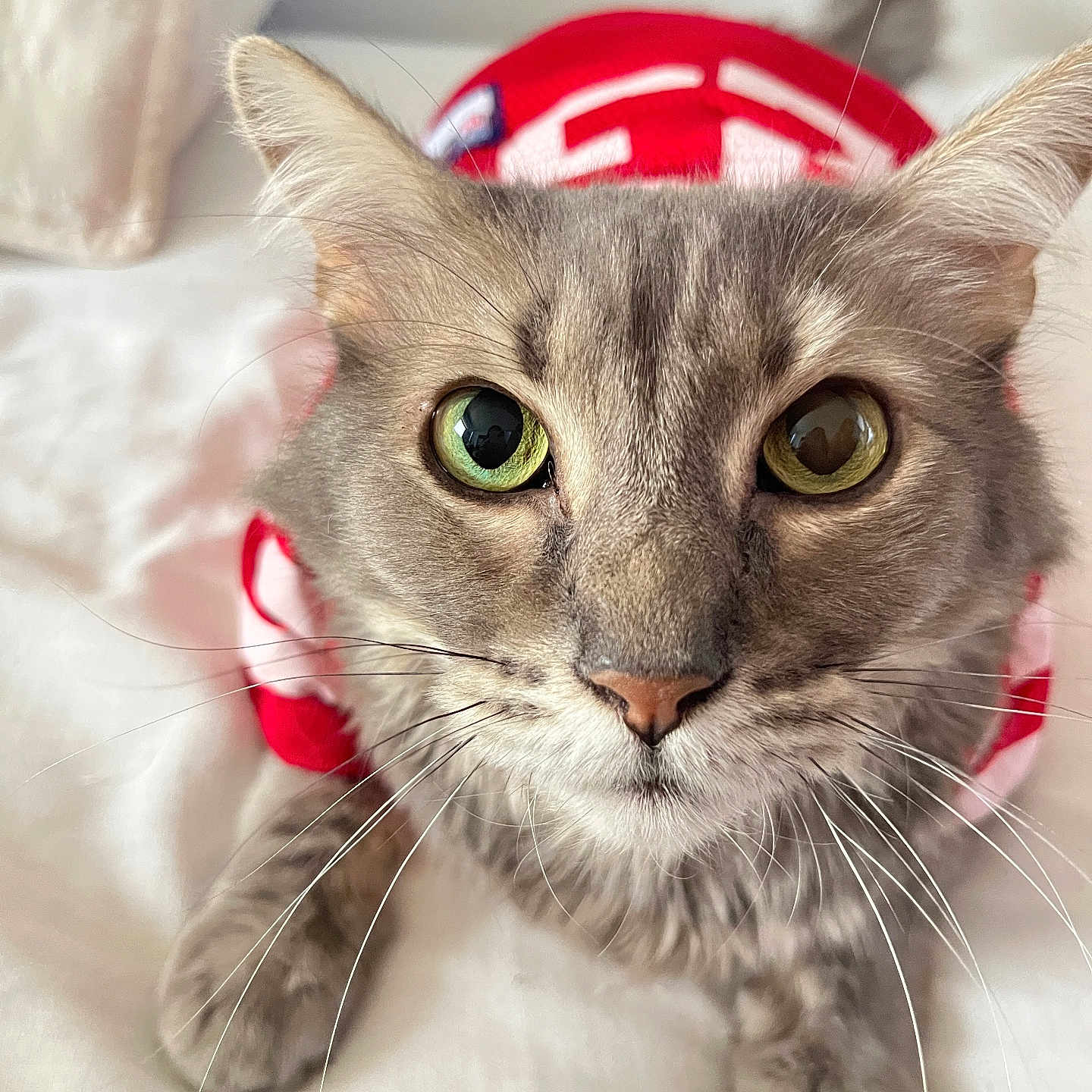 Mouse is registered to the contest to win money with this photo: cat, gray_cat, fluffy, furry, animal, pet, close_up, portrait, green_eyes, yellow_eyes, whiskers, ears, nose, face, staring, indoors, bed, red_background, soft_lighting, photography