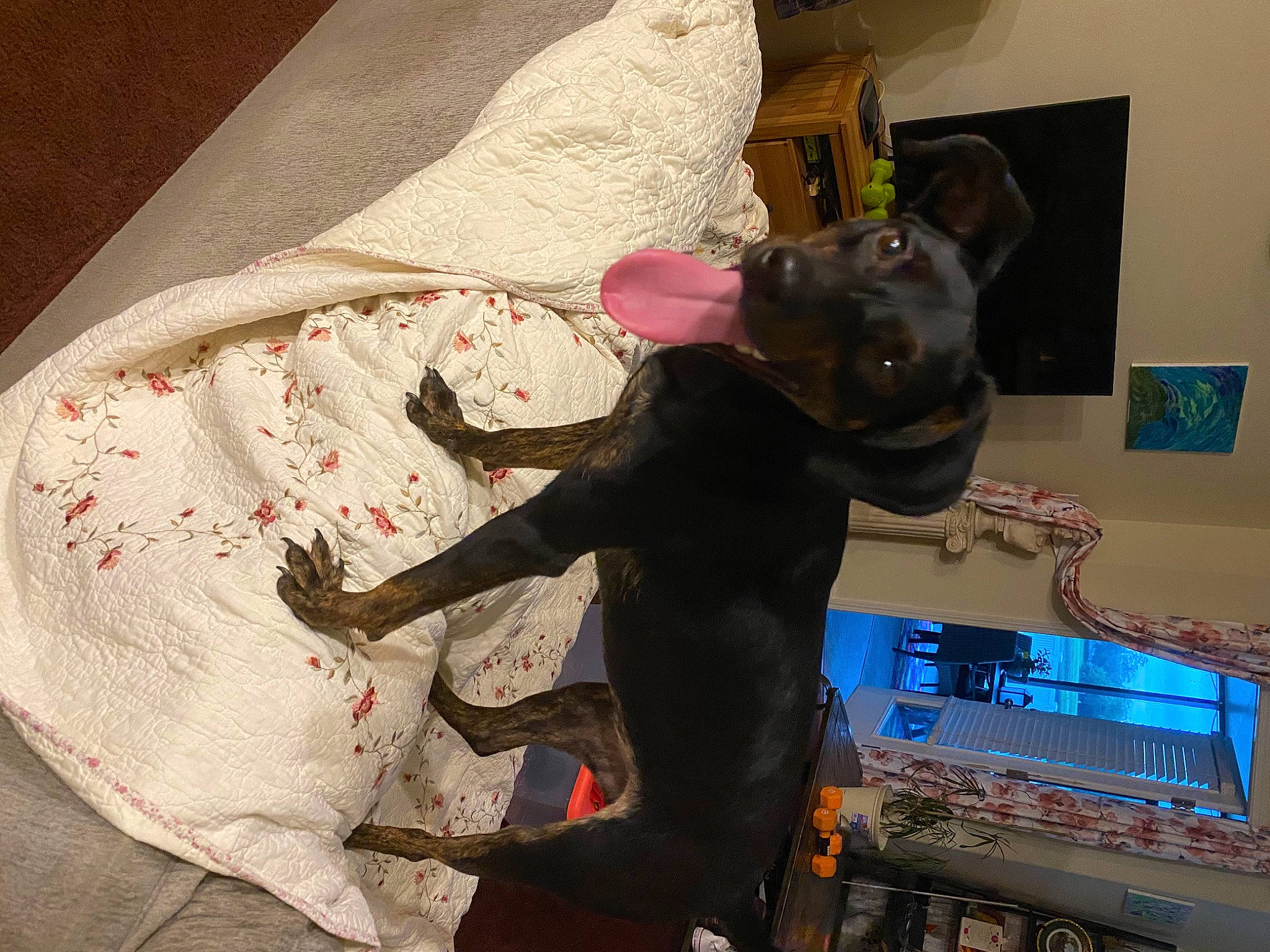 Lexi is registered to the contest to win money with this photo: canidae, carnivore, companion_dog, dobermann, dog, dog_breed, guard_dog, linens, miniature_pinscher, non_sporting_group