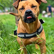 Tasha a rejoint le concours — aidez-le/la à gagner de superbes lots ! dog, tongue_out, grass, outdoor, blurred_background, brown_dog, canine, pet, animal, nature, closeup, playful, leash, collar, summer, greenery, field, muzzle, ears, happy