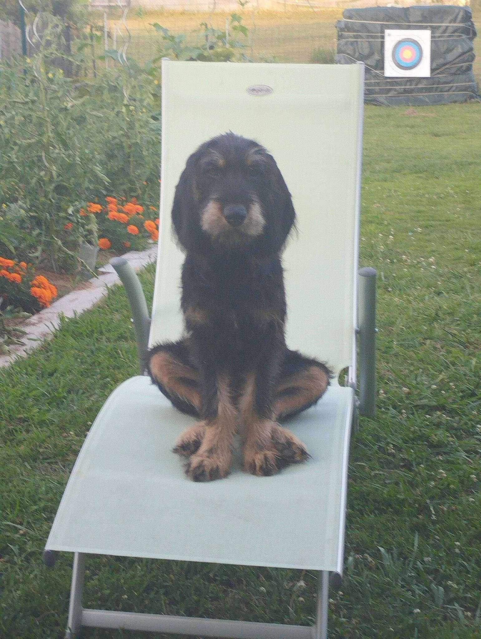 Roquette participe au concours pour gagner de l'argent avec cette photo : art, canidae, carnivore, companion_dog, dog, dog_breed, flower, grass, guard_dog, herding_dog, plant, sculpture, sporting_group, statue, table, working_animal, working_dog