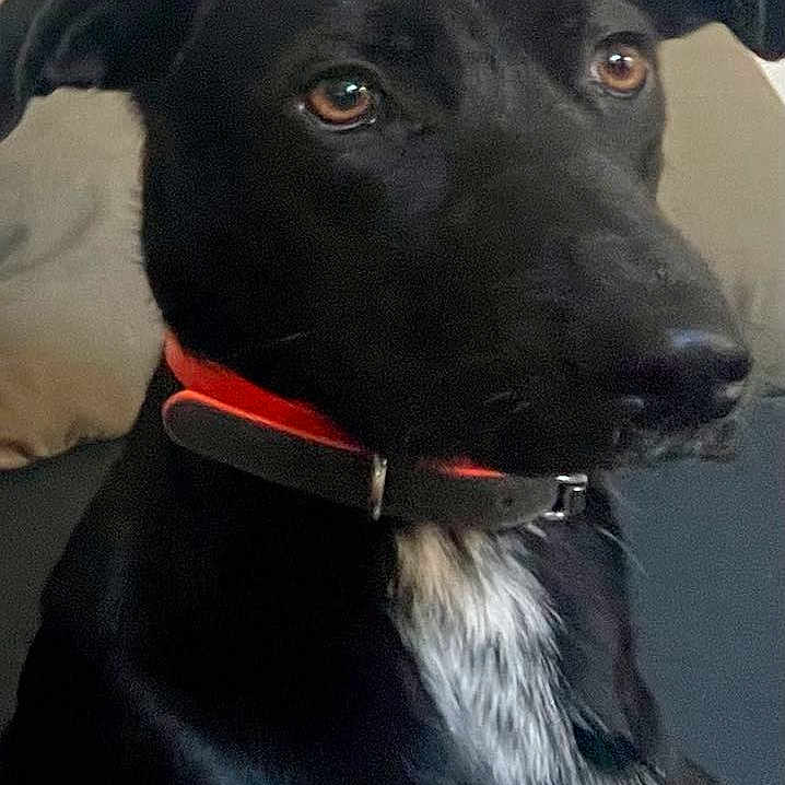 Myla