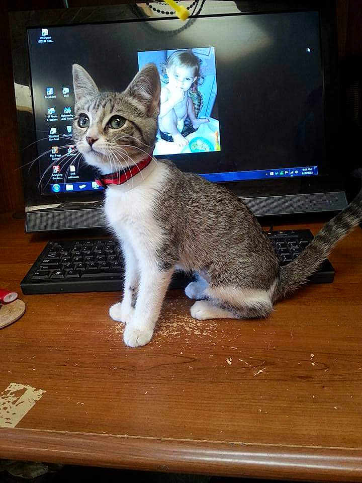 Baby is registered to the contest to win money with this photo: cat, collar, computer, curious, desk, domestic_animal, feline, household, indoor, keyboard, kitten, monitor, pet, photo_display, screen, tabby_cat, technology, toddler_photo, wooden_surface, young_cat