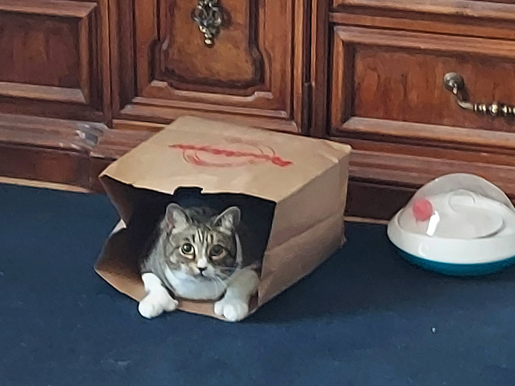 Baby is registered to the contest to win money with this photo: cabinetry, carnivore, cat, cat_supply, chest_of_drawers, comfort, domestic_short_haired_cat, drawer, felidae, floor, flooring, fur, hardwood, pet_supply, room, small_to_medium_sized_cats, tail, whiskers, wood, wood_stain