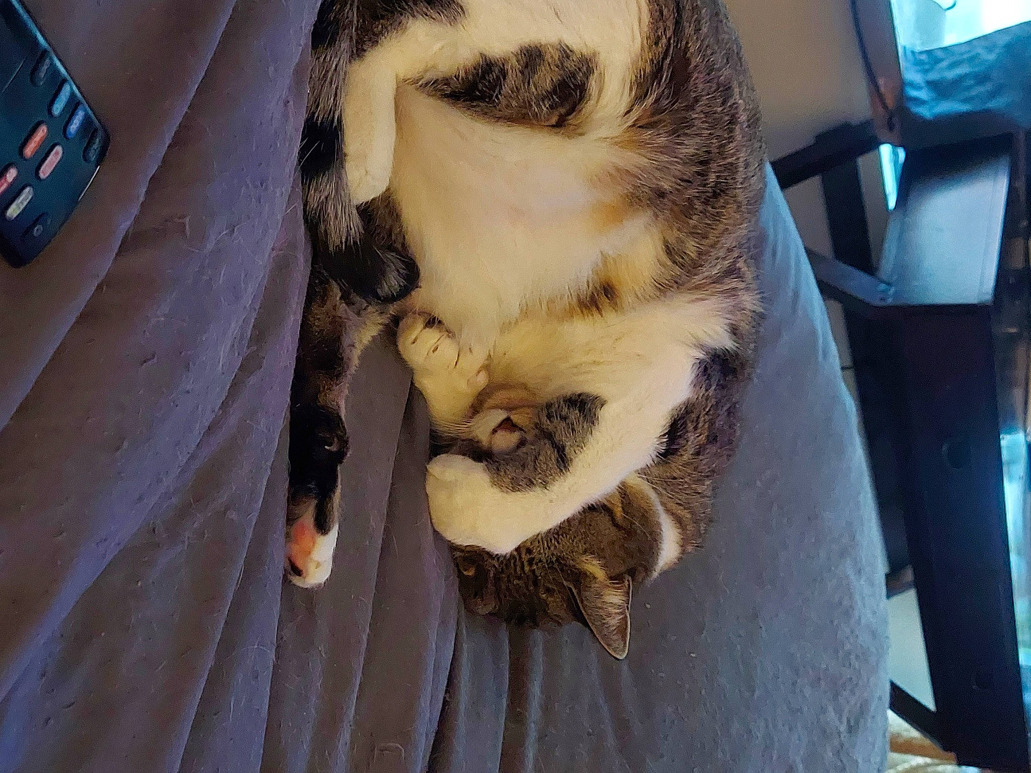 Baby is registered to the contest to win money with this photo: beard, canidae, carnivore, cat, claw, comfort, dog_breed, domestic_short_haired_cat, eyelash, eyewear, fawn, felidae, fur, jaw, small_to_medium_sized_cats, snout, tail, tree, whiskers, wood