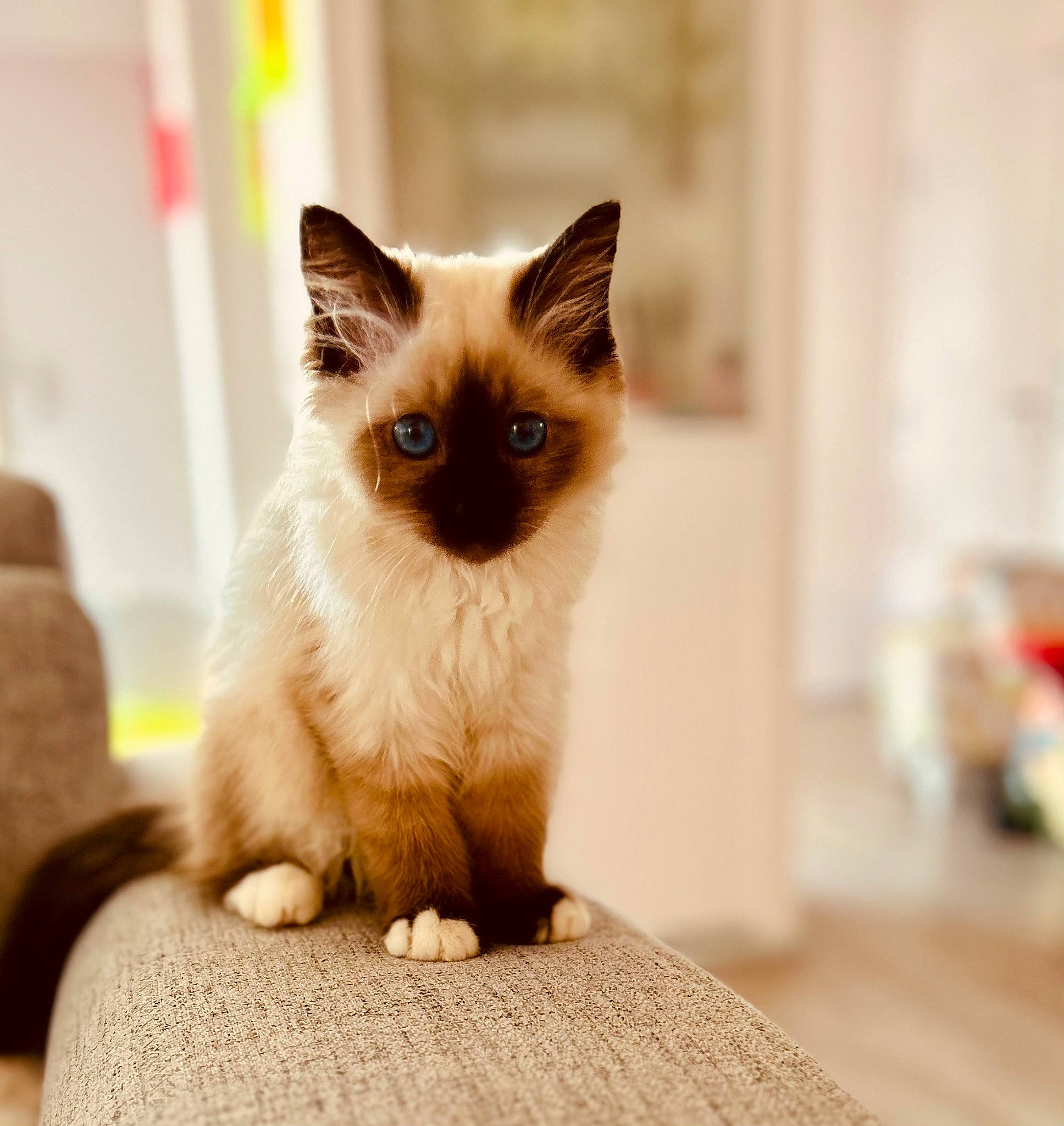 Nina a rejoint le concours — aidez-le/la à gagner de superbes lots ! balinese, birman, carnivore, cat, fawn, felidae, flooring, fur, iris, siamese, small_to_medium_sized_cats, snout, thai, whiskers, wood