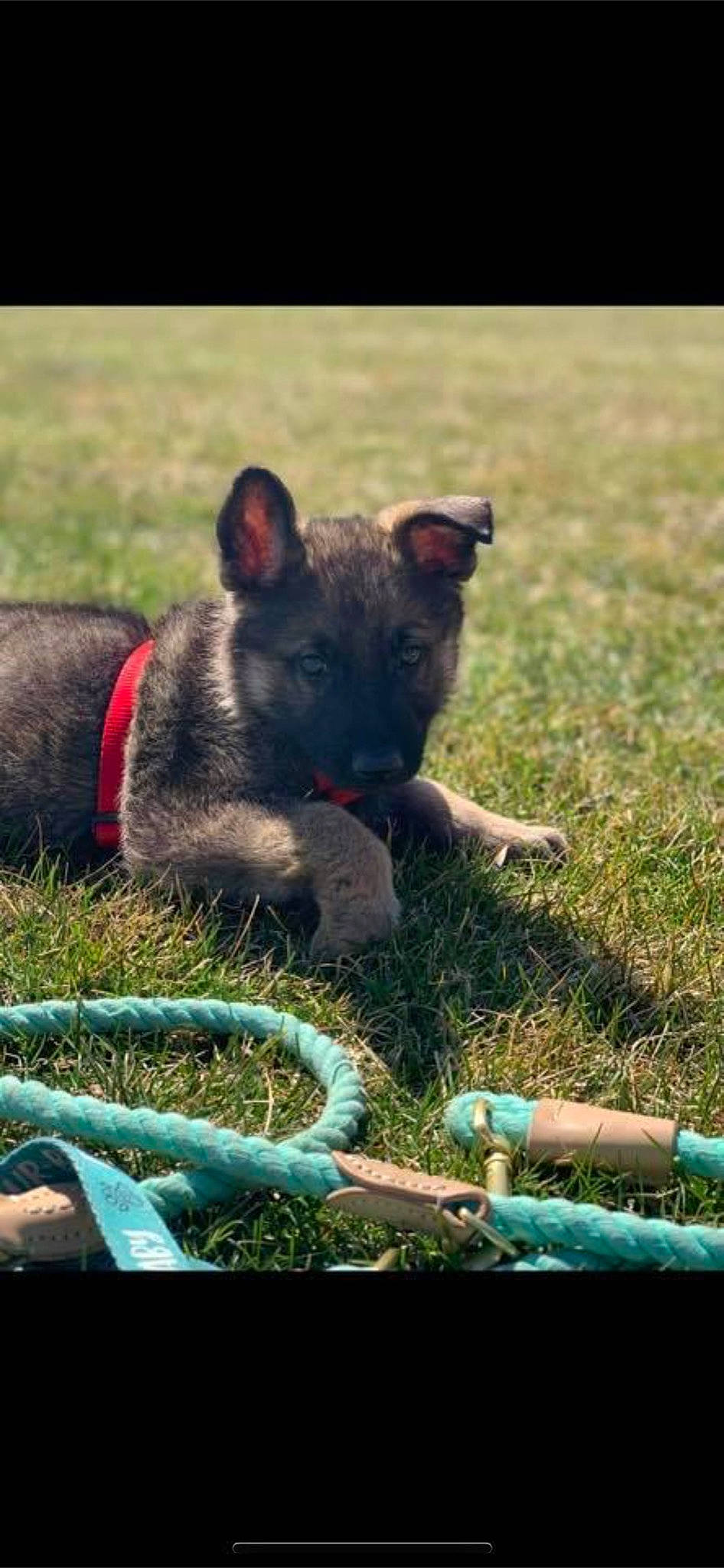 Titan is registered to the contest to win money with this photo: canidae, carnivore, collar, companion_dog, dog, dog_breed, felidae, grass, grassland, hyena, mammal, pasture, plant, snout, soil, tail, terrestrial_animal, whiskers, wildlife, working_animal