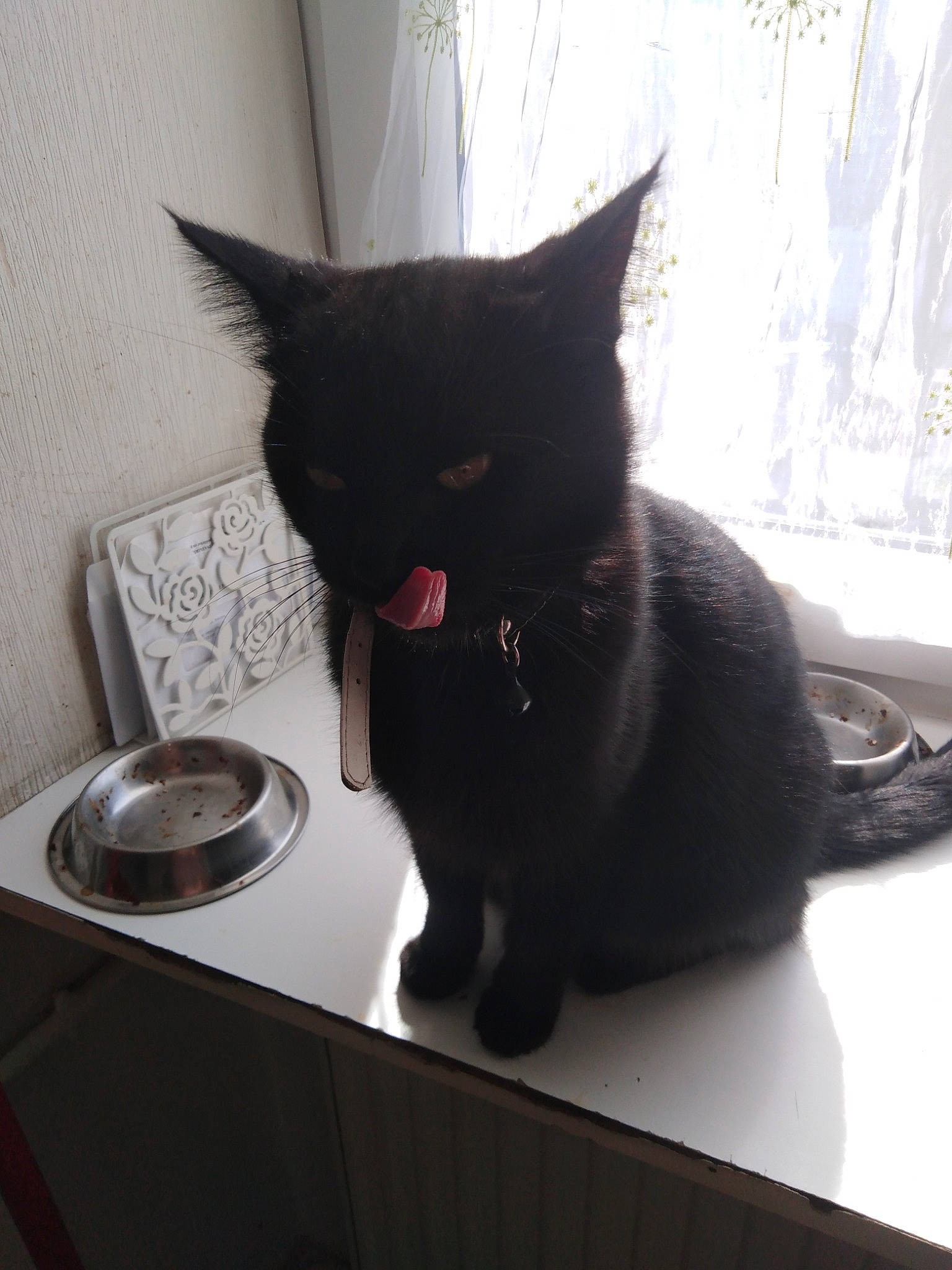 Orlya participe au concours pour gagner de l'argent avec cette photo : asian, black, black_cat, bombay, carnivore, cat, domestic_short_haired_cat, ear, felidae, fur, kitten, korat, room, small_to_medium_sized_cats, tail, whiskers